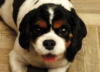 Cavalier King Charles Spaniel