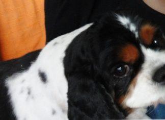 Cavalier King Charles Spaniel