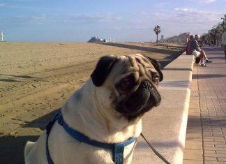 Carlino en la playa