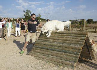 Parque canino de Las Rozas.