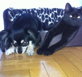 perro y gato amigos Villaviciosa de Odon