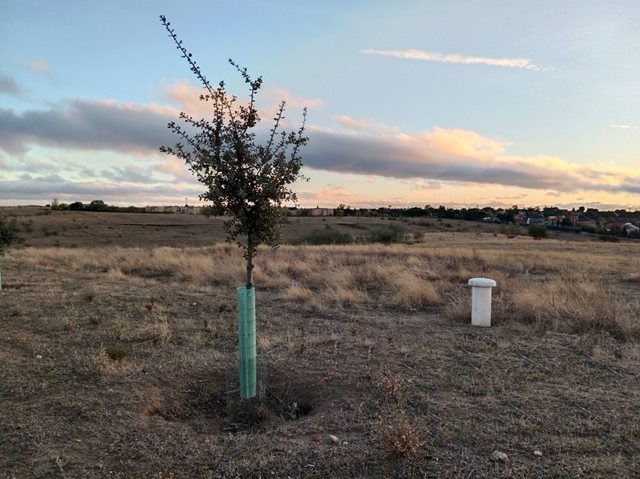 Arbol plantado por Ecologistas en Accion en Campodon Alcorcon