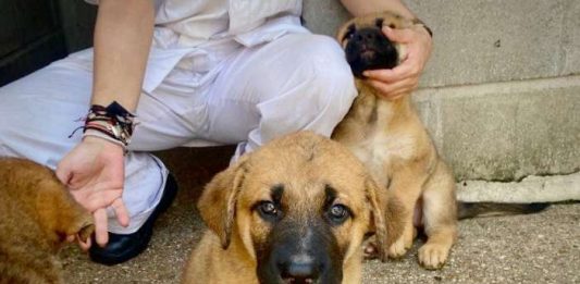 Perro en adopción en el Centro Integral de Protección Animal de Alcorcón junio 2024