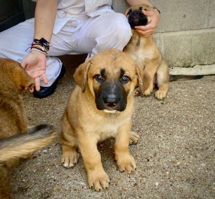 Perro en adopción en el Centro Integral de Protección Animal de Alcorcón junio 2024