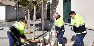 plantacion de árboles en alcorques de Villaviciosa de Odon febrero 2025