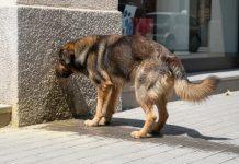 Perro orinando en vía pública