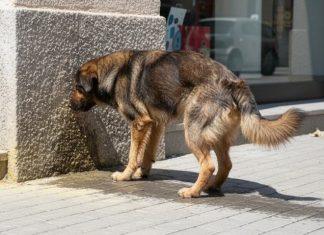 Perro orinando en vía pública