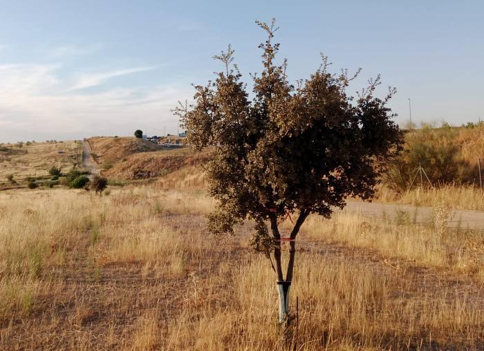 terrenos del desarrollo urbanístico Retamar de la Huerta en Alcorcón octubre 2025