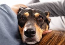 España reconoce oficialmente a los animales de compañía como apoyo clave frente a la soledad