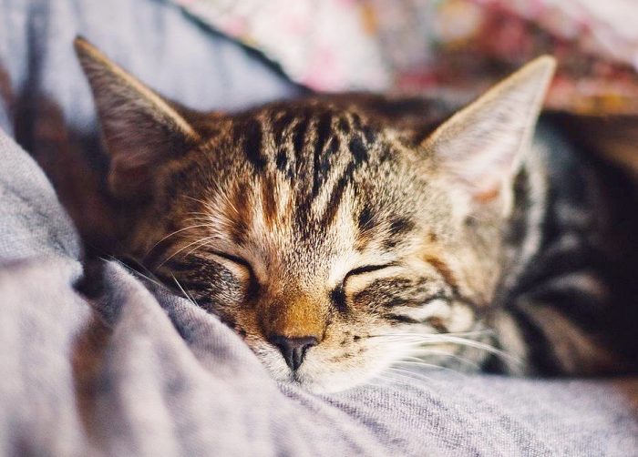 Gatos