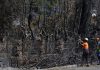 La Comunidad de Madrid activa un plan de recuperación del paisaje para los 17 municipios afectados por el fuego en la Sierra Oeste